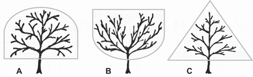 Figure 1. Tree forms used for pruning experiment. A) Control; B) Open Center and C) Pyramid form