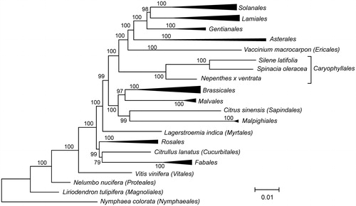 Figure 1. The maximum likelihood phylogenetic tree of Nepenthes x ventrata and 42 other angiosperm species. The tree is based on concatenated nucleotide sequences of exons of genes atp1, atp4, atp6, atp8, atp9, ccmB, ccmC, cob, cox1, cox2, cox3, matR, nad1, nad2, nad3, nad4, nad4L, nad5, nad6, nad7, and nad9, aligned using MAFFT v7.271 (Katoh et al., Citation2002). PhyML 3.1 (Guindon et al., Citation2010) was used to build the tree. Bootstrap support values are displayed on each node.