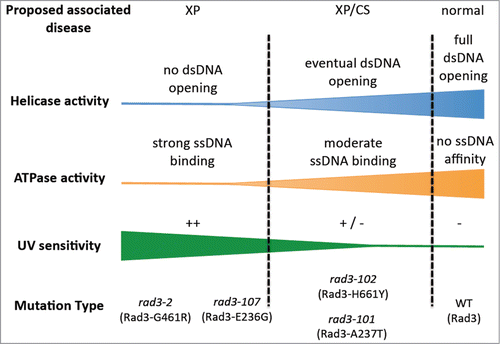 Figure 1. Proposed molecular defects in Rad3 ATP-binding groove mutants that may help understand XP/CS. The severity of the ATPase defect of rad3/XPD mutants would correlate with both its incapacity of DNA bubble opening and its ssDNA affinity. Mutants more affected were presumed to be the most UV-sensitive, rad3–2 and rad3–107, whereas rad3–101 and rad3–102 would display an intermediate defect, thus allowing eventual opening of the damaged DNA and a major permanence of the TFIIH complex at the DNA.