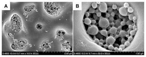 Figure 9 Scanning electron microscopic images of the antibacterial coating containing BBF-loaded PLLA nanoparticles on microarc-oxidized titanium. Antibacterial coating at low (A) and high (B) magnification.Abbreviations: BBF, (Z-)-4-bromo-5-(bromomethylene)-2(5H)-furanone; PLLA, poly(L-lactic acid).