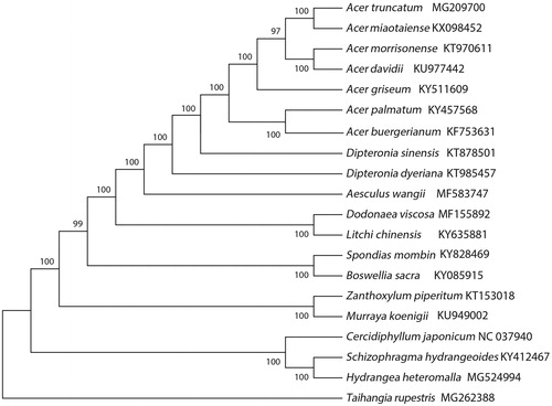 Figure 1. Phylogenetic relationships of 20 species based on the neighbour-joining analysis of chloroplast protein-coding genes. The bootstrap values were based on 1000 replicates, and are shown next to the branches.