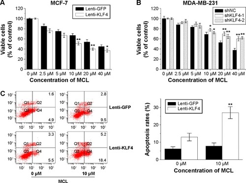 Figure 4 Increased sensitivity of breast cancer cells to MCL by KLF4.