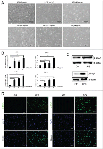 Figure 3. LPS induced the differentiation of WB-F344 cells into myofibroblasts in vitro.(A) Morphological changes of WB-F344 cells in the presence of different concentrations of LPS. (B) qRT-PCR revealed the expression of fibrosis markers (α-SMA, BFGF, CTGF and TGF-β1) in WB-F344 cells treated with LPS for 14 days.(C, D) Western blot analysis and immunofluorescence staining of fibrosis markers (α-SMA and CTGF) in WB-F344 cells treated with LPS for 14 days. Data are presented as the mean ± SD. *p < 0.05, **p < 0.01, ***p < 0.001, NS: no significance.