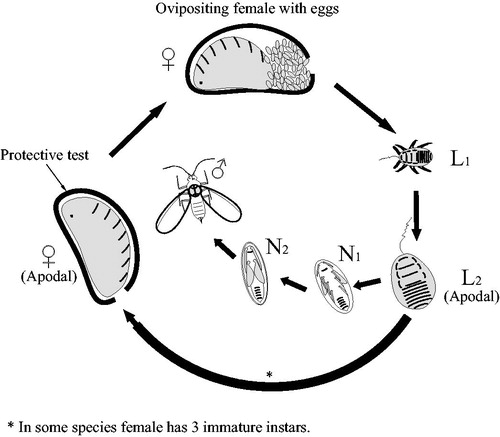 Figure 1 Generalized life cycle of Asterolecaniidae s.l. with apodal females. L1-2 – larval instars; N1-2 – nymphal instars, bearing protoptera (wing buds).