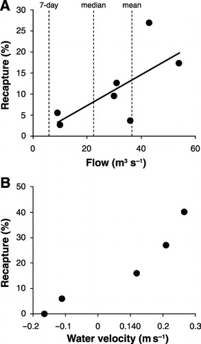 Figure 3 The effect of flow and water velocity on fish recapture rates. A, Fish recapture rates as a function of flow (y = 0.366x – 0.002, r2 = 0.48). Dashed lines represent the mean annual seven day low flow (5.7 m3 s−1), the median flow (22.8 m3 s−1) and the mean flow (36.4 m3 s−1) for the Mokau River (data denotes only those trials where fish were released by the river mouth); B, fish recapture rates from trap efficiency trials as a function of water velocity, negative water velocities represent an incoming tide where water is flowing in an upstream direction. Velocity measurements were taken 0.1 m from the outside edge of the whitebait trap.