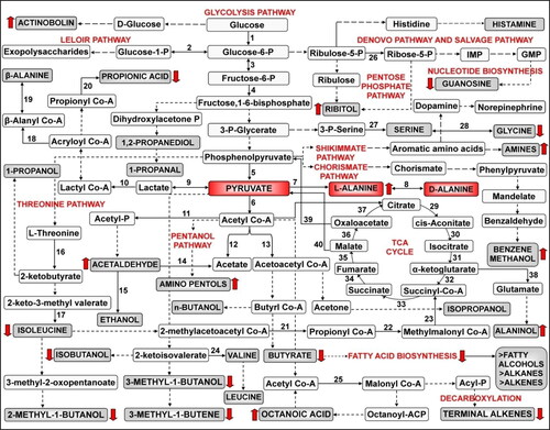 Figure 3. Probable metabolic pathway indicating significant biotransformations by P. acidilactici BD16 (alaD+) during secondary fermentation of the dry wines (Red highlighted metabolites depict major flux diversion of glycolytic flux from pyruvate into L-alanine pathway; Red block arrows show upregulation and downregulation of the major metabolites as analyzed from the GC-MS data). Enzymes involved are 1: Hexokinase; 2: Phosphoglucomutase; 3: Phosphose glucose isomerase; 4: Phosphofructokinase; 5: Pyruvate kinase; 6: Pyruvate dehydrogenase; 7: L-alanine dehydrogenase; 8: Alanine racemase; 9: Lactate dehydrogenase; 10: Lactate CoA transferase; 11: Phosphotransacetylase; 12: Acetyl-CoA hydrolase; 13: Acetyl Co-A thiolase; 14: Aldehyde dehydrogenase; 15: Alcohol dehydrogenase; 16: Threonine dehydratase; 17: Isoleucine transaminase; 18: β-Alanyl Co-A ammonia lyase; 19: β-Alanine CoA transferase; 20: Propionate CoA transferase; 21: Acetyl-CoA C-acetyl transferase; 22: Propionyl Co-A carboxylase; 23: Methyl malonyl Co-A mutase; 24: L-glutamate dependant transaminase; 25: Acetyl-CoA carboxylase; 26: Ribulose-5-phosphate isomerase; 27: Phosphoserine phosphatase; 28: Serine hydroxymethyl transferase; 29: Aconitase; 30: Aconitase; 31: Isocitrate dehydrogenase; 32: α-ketoglutarate dehydrogenase; 33: Succinyl CoA synthetase; 34: Succinate dehydrogenase; 35: Fumarase; 36: Malate dehydrogenase; 37: Citrate synthase; 38: Glutamate dehydrogenase; 39: Pyruvate decarboxylase; 40: Malic enzyme.