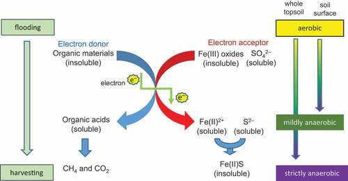 Figure 1. Changes in substances in flooded soil with the application of organic material during the proceeding of soil reduction.