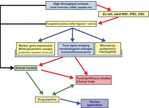 Figure 4 Overview of stem cell-based drug discovery process.