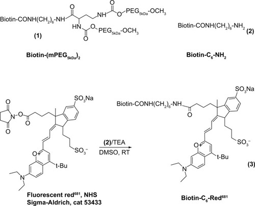 Figure 1 Synthesis of biotin derivatives used in assembly of ANANAS-red681.Abbreviations: ANANAS, avidin-nucleic acid nanoassembly; DMSO, dimethyl sulfoxide; TEA, triethylamine; RT, room temperature; NHS, N-hydroxysuccinimide; PEG: poly(ethylene glycol).