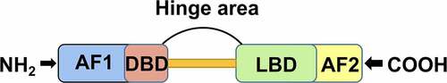 Figure 2. FXR receptor structure diagram. Abbreviations: N-terminal ligand-independent transcription activation domain (AF1), DNA binding domain (DBD), ligand binding domain (LBD), carboxy-terminal ligand-dependent transcription activation domain (AF2)