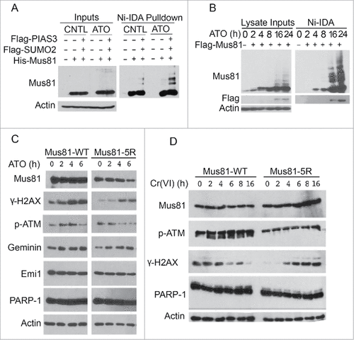Figure 6. Cells expressing sumoylation-resistant mutant of Mus81 have compromised DNA damage responses to metal toxins. (A) HeLa cells were co-transfected with plasmids expressing for Flag-PIAS3, Flag-SUMO2, His6-Mus81 for 48 h after which equal amounts of cell lysates were incubated with Ni-IDA resin. Proteins specifically bound to the resin, along with lysate inputs, were blotted for Mus81 and/or ß-actin. (B) HeLa S2 cells were transfected with Mus81 expression construct for 24 h after which cells were treated with ATO for various times as indicated. Equal amounts of lysates were incubated with Ni-IDA resin. Protein specifically bound to the resin were eluted and blotted, along with lysate inputs, with antibodies to Mus81, Flag, and ß-actin. (C) HEK293 cells transfected with a plasmid construct expressing either Mus81 or Mus81–5R for 48 h after which cells were treated with ATO for various times. Equal amounts of cell lysates were blotted with antibodies to Mus81, γ-H2AX, p-ATM, Geminin, Emi1, PARP-1, and ß-actin. (D) HEK293 cells transfected with a plasmid construct expressing either Mus81 or Mus81–5R for 48 h after which cells were treated with Cr(VI) for various times as indicated. Equal amounts of cell lysates were then blotted with antibodies to Mus81, γ-H2AX, p-ATM, PARP-1, and ß-actin.