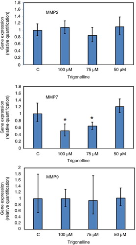 Fig. 5 Effects of trigonelline on the mRNA expression of MMP-2, -7, and -9 in Hep3B cells. Trigonelline-induced gene expression of MMP-2, -7, and -9 was detected by real-time RT-PCR. Hep3B cells were incubated with vehicle alone or with 50, 75, or 100 µM trigonelline for 24 h. RNA samples were prepared from control and trigonelline-treated cells. Results were expressed as fold changes and were normalized to GAPDH. Data are represented as mean±SD. *p<0.05 compared to the control values. Results are representative of three independent experiments.