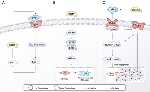 Figure 3 Mechanistic studies of HTRA1 associated with the tumor microenvironment. (A) PN-1 expression is regulated through the EGF /PKC-δ/MEK/ERK/EGR1 signaling pathway to inhibit the effect of the HTRA1 protein on tumors; (B) HTRA1 promotes the transdifferentiation of normal fibroblasts to CAF by activating the bFGF/FGF2 signaling axis secreted by gastric cancer cells through activation of the NF-kB signaling pathway; (C) in vascular endothelial cells, HTRA1 affects angiogenesis through the NOTCH signaling pathway.
