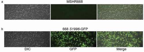 Figure 4. A BPSS1996-GFP transcriptional fusion is expressed when B. pseudomallei is grown in rich medium. a) MSHR668 and b) 668 S1996-GFP were grown in LB broth for 18 h, washed with PBS and viewed with a Nikon Eclipse 90i Fluorescent Microscope using the 100x oil immersion objective. The left panels show bacteria by differential interference contrast (DIC), the middle panels show green fluorescent protein (GFP) expression and the right panels present a merged image of the DIC and GFP images.