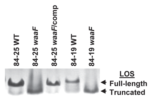 Figure 3 Analysis of LOS expression in C. jejuni strains. Bacterial lysates of the strains in Figure 1 and wild-type C. jejuni 84-19 (84-19 WT) and the LOS mutant (84-19 waaF) were resolved by 15% Tricine SDS-PAGE and silver-stained to reveal LOS.