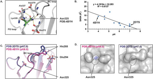 Figure 4. pH induced conformational changes around HC Asn325 in the CH2 domain of an IgG. A) Ribbon diagram representation of the HC Asn325 structure environment (PDB: 4BYH). The hydrogen bonds are shown as yellow dashed lines. B) Plots of solvent accessible surface area (SASA) as a function of pH value. Each point represents a crystal structure model from the PDB. C) Overlay of the CH2 domains from 2DTS and 4BYH. D) Surface representation of the CH2 domains from 2DTS and 4BYH showing the SASA of HC Asn325. The sidechain N and O atoms of HC Asn325 were colored blue and the rest of the CH2 domains atoms were colored grey. Only solvent exposed sidechain N and O atoms were seen in the surface representations.