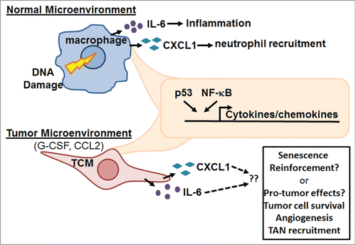 Figure 1. Schematic of p53 and NF-B interactions in human macrophages. Activation of p53 and NF-κB in normal and tumor-conditioned macrophages (TCMs) results in the induction of pro-inflammatory cytokines. Biological outcomes likely depend on the tissue microenvironment. In a normal microenvironment, cytokines result in inflammation; in a tumor microenvironment, enhanced tumor cell survival and tumor-associated neutrophil (TAN) recruitment may result.