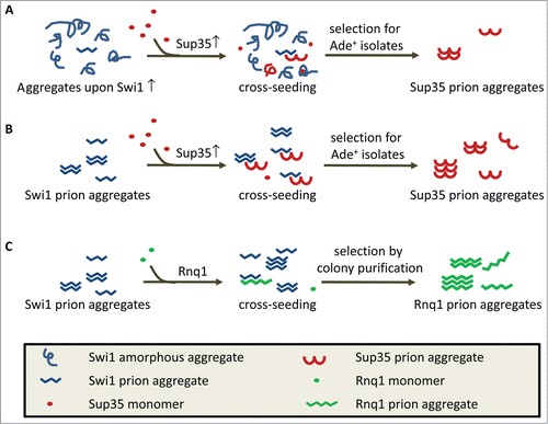Figure 1. Cross-seeding models to interpret [PSI+] and [PIN+] de novo formation promoted by [SWI+] and Swi1 overproduction. (A) [PSI+] inducibility by Swi1 overproduction. Swi1 aggregates formed upon overproduction are mostly non-inheritable. The small amounts of Swi1 aggregates that can be used to cross-seed de novo [PSI+] formation may explain the low efficiency of Swi1 overproduction in promoting [PSI+] de novo appearance. (B) [PSI+] inducibility by [SWI+]. Since the amyloidogenic [SWI+] aggregates can be used as an imperfect template to directly cross-seed Sup35 for [PSI+] de novo formation, [SWI+] is a better Pin+ factor than Swi1 overproduction as more templates are available for cross-seeding Sup35. (C) [PIN+] induction by [SWI+] without Rnq1 overproduction. Rnq1 has a complex prion domain with an amino acid composition more similar to that of Swi1 compared to that of Sup35. Thus, [SWI+] amyloids might have a higher cross-seeding ability to Rnq1 than to Sup35 resulting in [PIN+] formation even in the absence of Rnq1 overproduction.