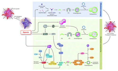 Figure 1. Simplified scheme of nonselective vs. selective autophagy, and how they might be affected in cancer cells by oncogenic pathways and stressors in the microenvironment such as the hypoxia triggered by anti-angiogenic therapy. Shown are regulators of nonselective vs. selective autophagy in tumor cells. Hypoxia, as caused by anti-angiogenic therapy, influences both nonselective and selective autophagy, with mechanisms more clearly identified for the former. Abbreviations used: ROS, reactive oxygen species; HIF1A, hypoxia-inducible factor-1α; AMPK, AMP-activated protein kinase; and EGLN1/PHD2, prolyl hydroxylase domain-containing protein 2.