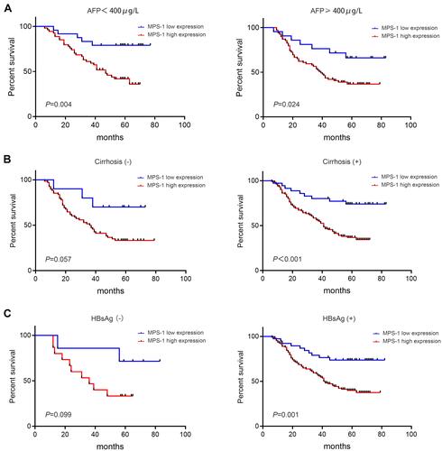 Figure 4 Overall survival of HCC patients with different clinical factors. (A) Kaplan–Meier curves of OS in HCC patients with low (< 400 μg/L) or high (≥ 400 μg/L) levels of serum AFP (P < 0.05). (B) Kaplan–Meier curves of OS in HCC patients with or without cirrhosis (P < 0.05). (C) Kaplan–Meier curves of OS in HBsAg-negative (P =0.099) or HBsAg-positive HCC patients (P < 0.05).