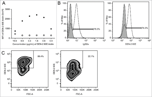 Figure 1. Staining method optimization using a dengue-specific hybridoma cell line, 4G2 (A) Titration of DEN-2–80E biotin for use in FACS staining. Final concentration of DEN-2–80E biotin and corresponding geomean fluorescent intensity (MFI) of the PE signal from the 4G2 pan dengue hybridoma (filled circles) and negative control Staphylococcus aureus antigen-specific hybridoma, UKNKC (open circles). (B) DEN-2–80E SA-PE staining identifies antibody secreting cells comparably to an IgG-specific stain. 4G2 hybridoma (transparent histogram), was stained with DEN-2–80E PE (right) or for the hybridoma subtype, IgG2a (left). For comparison, an IgG-1 type Staphylococcus aureus specific hybridoma (filled histogram) is overlayed, (right). (C) Effects of 100X concentration unlabeled DEN-2 80E pre-incubation on DEN-2–80E PE staining. 4G2 hybridomas were stained with 1.6 μg/mL of DEN-2–80E following pre-incubation with (right) or without (left) of 160 μg/mL of unlabeled DEN-2–80E.