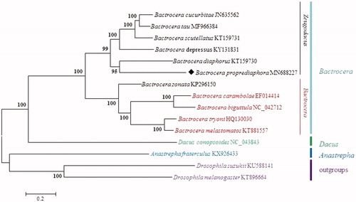 Figure 1. Neighbor-joining (NJ) phylogenetic tree of Bactrocera proprediaphora basing on concatenated nucleotides of the 13 PCGs and 2 rRNAs by MEGA 6.0.