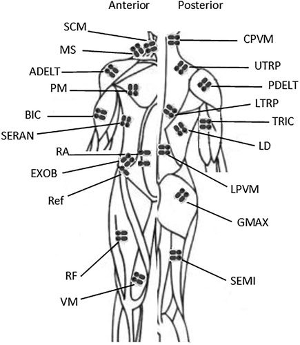 Figure 1. Electrode placement on the anterior and posterior side of the body shown to the left and right, respectively. Muscle name abbreviations according to Table A.II.