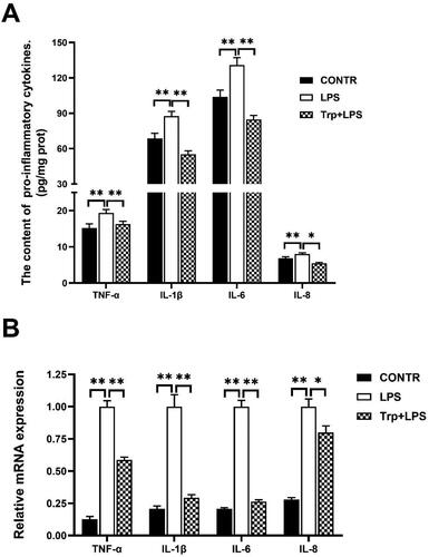 Figure 4. Effects of tryptophan on content and mRNA expression of liver pro-inflammatory cytokines in piglets after 4h lipopolysaccharide (LPS) challenge in piglets. (A) the content of liver pro-inflammatory cytokines (n = 5). (B) mRNA expression of liver pro-inflammatory cytokines (n = 6). P values < 0.05 were considered significant. P values between 0.05 and 0.10 were regarded as a tendency. Values are showed as mean ± standard error. CONTR: control group; LPS: piglets challenged with LPS; Trp + LPS: piglets fed with 0.2% tryptophan and challenged with LPS. TNF-α: tumor necrosis factor-α. IL-1β: interleukin-1 β. * denotes P < 0.05, ** means P < 0.01.