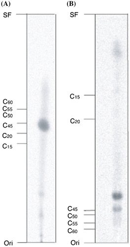 Figure 6. Autoradiograms of thin layer chromatography (TLC) of prenyl alcohols obtained by enzymatic hydrolysis. Reaction of [1-14C]IPP and DMAPP was catalyzed by purified hexahistidine-tagged IspB. The products were extracted with butanol and treated with acid phosphatase. The resulting polyprenols were extracted with hexane and analyzed by normal phase TLC on a silica gel 60 plate using benzene-ethyl acetate (4:1 v/v) (A) and by reversed phase TLC on an LKC-18 plate using acetone-water (9:1 v/v) (B). Abbreviations: Ori, Origin; SF, solvent front; C15, E,E-farnesol; C20, E,E,E-geranylgeraniol; C45, solanesol (all-E-nonaprenol); C50, ficaprenol-50 (Z,E-mixed decaprenol); C55, ficaprenol-55 (Z,E-mixed undecaprenol); C60, ficaprenol-60 (Z,E-mixed dodecaprenol).