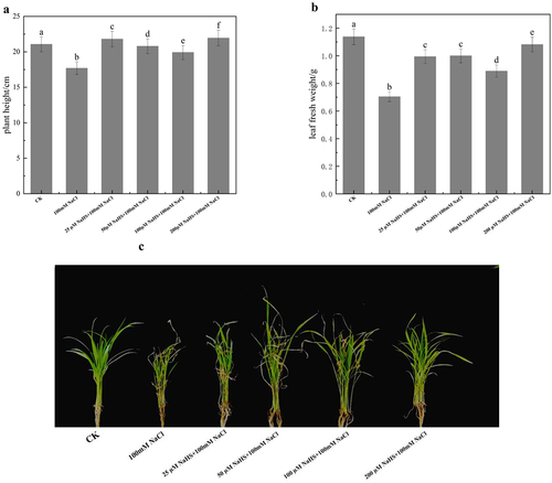 Figure 1. Effects of different concentrations of NaHS on the growth of millet seedlings under salt stress. a: plant height; b: leaf fresh weight, c: growth phenotypes. Each value is the mean of three biological replicates, with different lowercase letters indicating significant differences between treatments (P＜.05). 1-C shows the phenotype of different groups after 7 days of treatments.
