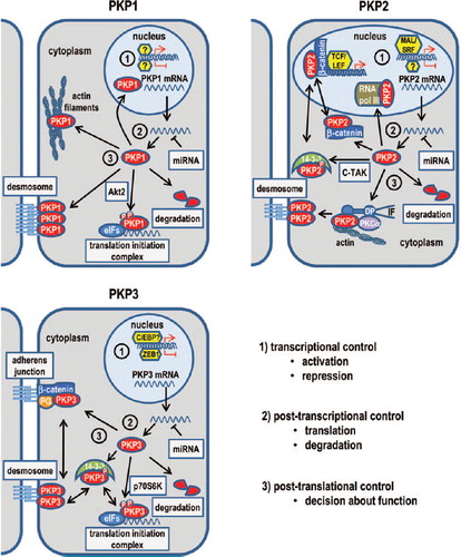 Figure 2. Regulation and functions of PKPs1–3.