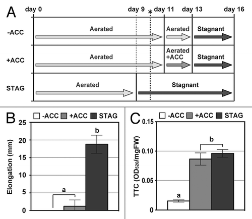 Figure 1. Elongation of adventitious roots and viability of adventitious root tips in wheat seedlings. (A) Growth conditions. Eleven-day-old aerobically-grown wheat seedlings were transferred to aerated nutrient solution with or without 20 μM ACC. After 2 d, these seedlings were transferred to stagnant solution and grown for 3 d. While 9-d-old wheat seedlings were transferred to stagnant solution and grown for 7 d. Stagnant solution contained 0.1% (w/v) dissolved agar and was deoxygenated (dissolved oxygen, < 0.5 mgL−1) prior to use by flushing with N2 gas. The broken line with the asterisk indicates when the emergence of the first adventitious roots was observed (day 10). (B) Elongation of adventitious roots during 3 d growth under stagnant conditions (from day 13 to day 16). (C) Cell viability (TTC reduction) in adventitious roots at 0 to 10 mm from the root tips of the wheat seedlings immediately after 3 d growth under stagnant conditions (day 16). The methods are described in more detail by Yamauchi and colleagues.Citation12 Values are means (n = 5) ± SD. Different lower-case letters denote significant differences among the conditions (P < 0.05, one-way ANOVA and then Tukey’s test for multiple comparisons). -ACC; the -ACC seedlings, +ACC ; the +ACC seedlings, STAG; the STAG seedlings, TTC; 2,3,5-Triphenyltetrazolium chloride.