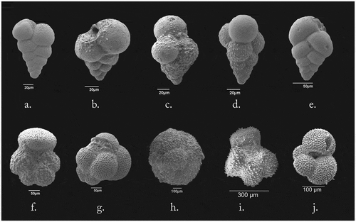 Figure 7. The planktic foraminifera in Eocene sections of Kutch ((a,b) Naredi Formation; (c) Naredi and Harudi formations; (d–j) Harudi Formation and Fulra Limestone) (a) Chiloguembelina trinitatensis, (b) Chiloguembelina crinita, (c) Jenkinsina columbiana (d) Jenkinsina triseriata (e) Streptochilus martini (f) Acarinina rohri (g) Subbotina gortani (h) Orbulinoides beckmanni (i) Acarinina topilensis (j) Globoturborotalita ouachitaensis.