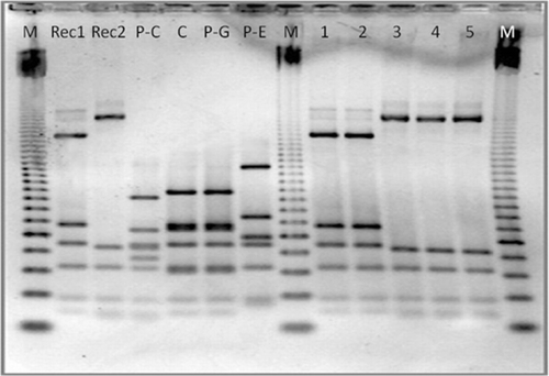 Figure 2. RFLP-PCR of flaA from the recipient, donor, and transconjugant isolates. M, molecular marker (50-bp ladder; Ge Healthcare Life Sciences, Buckinghamshire, UK). Rec1 and Rec2 are recipient isolates. P-C, C, P-G, and P-E are donor isolates; lanes 1 to 5 represent the transconjugants P-C (Rec1), P-G (Rec1), C (Rec2), P-E (Rec2) and P-G (Rec2), respectively.