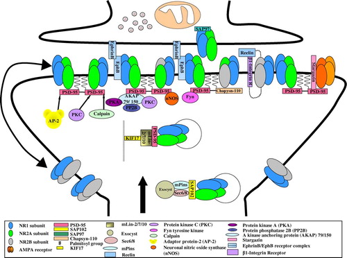 Figure 3.  A schematic diagram showing the organization of the post-synaptic NMDA receptor macromolecular signalling complexes. Reproduced and adapted with permission from Citation[57]. This Figure is reproduced in colour in Molecular Membrane Biology online.