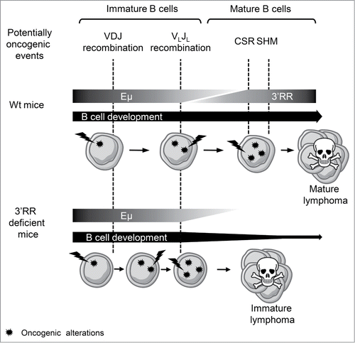 Figure 1. Schematic hypothesis on the implication of the 3′RR in the development of B-cell lymphomas induced by oncogene translocation in IgL locus. While not directly impacting the expression of the translocated oncogene, the absence of the 3′RR modifies B-cell lymphoma phenotypes by impairing the later steps of B-cell ontology.