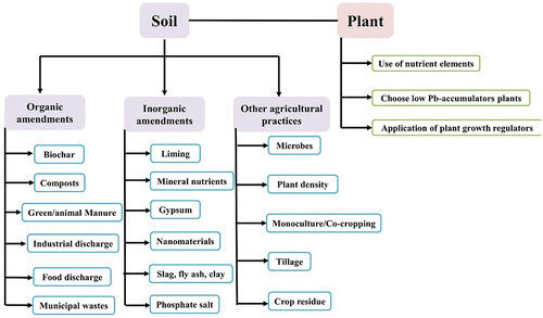 Figure 9. Phyto-management to reduce Pb uptake in cereals.Citation74