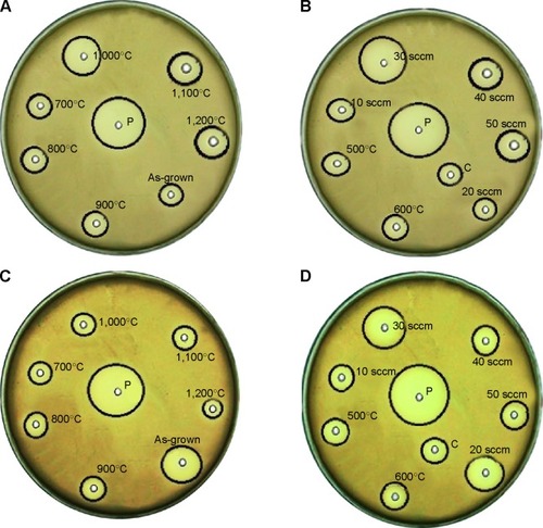 Figure 9 Optical micrographs of agar plates, showing the variation in the zone of inhibition exhibited by as-grown, Ar-annealed, and oxidized ZnO NSs. (A) and (B) for Escherichia coli while (C) and (D) for Staphylococcus aureus.Notes: C represents the control for the ZnO powder, and P represents the kanamycin (positive control).Abbreviation: NS, nanostructure.