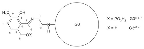 Figure 3 Schematic presentation of G34Pyr (G34PLP) bioconjugate with atom numbering.