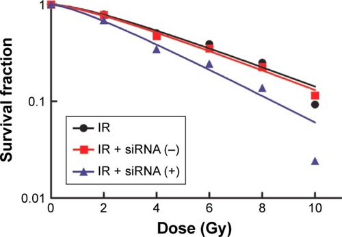Figure 4 Fitting of dose-survival curves using a multitarget, single-hit model demonstrating the impact of S100A4-siRNA on A549 cells.