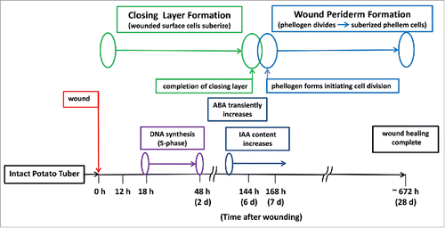 Figure 1. Time course schematic distinguishing closing layer formation and wound periderm formation, during tuber wound healing (20 C at 95% RH).