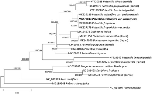 Figure 1. Neighbour joining (bootstrap repeat is 10,000) and maximum likelihood (bootstrap repeat is 1,000) phylogenetic trees of 18 Rosaceae partial or complete chloroplast genomes: Potentilla sp. (MK472813, in this study), Potentilla stolonifera var. quelpaertensis (MK229189), Potentilla stolonifera (MK227179), Potentilla freyniana (MK209638), Potentilla centigrana (MK209637), Duchesnea chrysantha (MK182726 and MK301251), Duchesnea indica (MK134678), Potentilla tilingii (KY420028; partial genome), Potentilla lancinata (KY419968; partial genome), Potentilla purpurea (KY419953; partial genome), Potentila purpurascens (KY419979; partial genome), Potentilla micropetala (KY420021; partial genome), Potentilla micrantha (HG931056), Potentilla lineata (KY419949; partial genome), Dasiphora fruticosa (NC 036423), Fragaria x ananassa cultivar Benihoppe (NC_035961), Rubus crataegifolius (MG189543), Rosa multiflora (NC_039989), and Prunus persica (NC_014697). Phylogenetic tree was drawn based on neighbour joining tree. The numbers above branches indicate bootstrap support values of maximum likelihood and neighbour joining phylogenetic trees, respectively.
