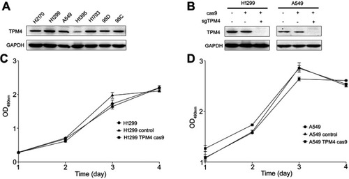 Figure 1 TPM4 was not involved in cell proliferation. (A) TPM4 was extensively expressed in lung cancer cells. The level of TPM4 in lung cancer cells was determined by western blot. GAPDH is used as a loading control. (B) TPM4 knockout cell model was constructed by CRISPR/CAS9. TPM4 protein level was detected by Western blot, with GADPH used as the internal loading controls. (C, D) Cells were seeded in 96-well plates and an MTS assay was performed. Absorbance at 490 nm (y axis) was measured at 24-hr intervals. The data are expressed as the mean ± standard error of the mean from three separate experiments.Abbreviations: CRISPR, clustered, regular lyinterspaced, short palindromic repeats; MTS, 3-(4,5-dimethylthiazol-2-yl)-5-(3-carboxymethoxyphenyl)-2-(4-sulfophenyl)-2H-tetrazolium.