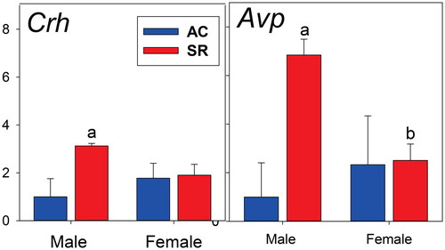 Figure 4. Paraventricular nucleus mRNAs for corticotropin-releasing factor (CRH) and arginine vasopressin (AVP) from brains obtained at the end of the abstinence/sleep restriction vs. abstinence/ambulatory control periods. Data shown as fold changes (calculations described in Methods section). N = 6 per mean/standard error. All statistical symbols are p < 0.05. (a) Different from AC within sex. (b) different from male within treatment group.