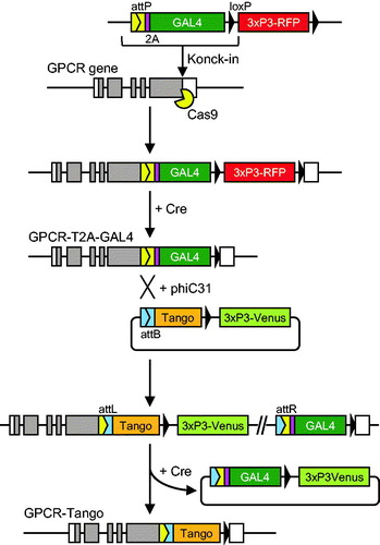 Figure 2. Targeted integration of the Tango sensor. First, a transgene cassette containing T2A-GAL4 is inserted into the C-terminus of the target GPCR by CRISPR/Cas9-mediated knock-in. This results in in-frame fusion of the GPCR and T2A-GAL4. 3xP3-was used as a visible marker for selection of transformants. It was subsequently removed by transient expression of Cre recombinase. The resultant T2A-GAL4 cassette is flanked by a phiC31 attP site and a loxP site, which are used for exchange of T2A-GAL4 for a Tango sensor by RMCE. A plasmid vector that contains the Tango sensor flanked by attB and loxP is integrated into the attP site between the GPCR and the Tango sensor. RMCE is completed by removal of the 3xP3-venus selection marker and the vector backbone by treatment with Cre recombinase.