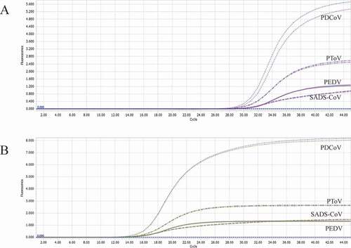 Figure 6. Co-infection simulation experiments with four pathogens. A-B: amplification curves (X-axis: Cycle, Y-axis: Fluorescence) of PEDV + PDCoV + PToV + SADS-CoV at concentrations of 1 × 102 copies/μL and 1 × 107 copies/μL. Two replicates were set per reaction.