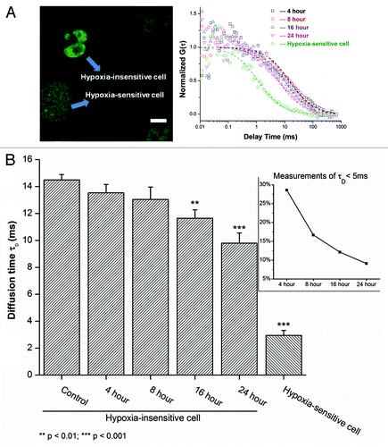Figure 4. Time-course response of MBD3 under hypoxic conditions in sensitive and insensitive cells. (A) The mobility of MBD3 protein could facilitate recognizing a heterogeneous cellular response to hypoxia (left panel) with distinct change in diffusion patterns (right panel). (B) In the first 8 h of hypoxia a considerable number of hypoxia-sensitive cells experiencing significant demethylation were noted as reflected by the detachment of MBD3 from the DNA (τD < 5 ms). After 8 to16 h, the proportion of sensitive cells and the corresponding τD counts decreased from about 30% to 10% (inset panel). The gradually accelerated mobility of MBD3 in hypoxia-insensitive cells was found to be dominant.