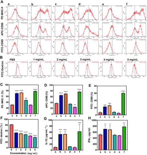 Figure 7 In vitro Flow cytometry and ELISA of the immune response. (Aa) Control group; (Ab) APS/AuNRs/PLGA-PEG NPs group; (Ac) APS group; (Ad) AuNRs group; (Ae) PLGA-PEG NPs group; (Af) LPS group. (A) Flow cytometry and corresponding analyses of the expression of MHC class II (C), CD86 (D) and CD80 (E) molecules on DCs. (B) Flow cytometry of the phagocytosis function of FITC-dextran of DCs and (F) corresponding analysis. (G) ELISA of IL-12 and (H) IFN-γ production of DCs. All statistical analyses were in comparison with the control group, *P< 0.05, **P< 0.01, ***P< 0.001, ****P< 0.0001.Abbreviations: APS, astragalus polysaccharide; AuNRs, gold nanorods; PLGA, poly(lactic-co-glycolic) acid; PEG, polyethylene glycol; NPs, nanoparticles; IL, interleukin; DCs, dendritic cells; MHC-II, major histocompatibility complex; IFN, interferon; ALT, alanine aminotransferase; AST, amino-transferase; BUN, blood urea nitrogen; CK, creatine kinase; CR, creatinine; LDH, lactate dehydrogenase; FITC, fluorescein isothiocyanate; APC, allophycocyanin; PE, phycoerythrin; ELISA, enzyme-linked immunosorbent assay.