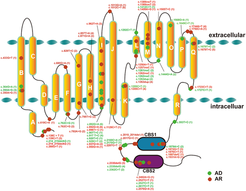 Figure 5. The variant distribution on the topology of chloride channel. The overall topology of chloride channel includes 17 helices (αB to αR), 2 cystathionine β-synthase domains. Numbers represented the frequency of variants reported in Chinese MC patients. The green fonts standed for dominantvariants, the red fonts standed for recessive variants.