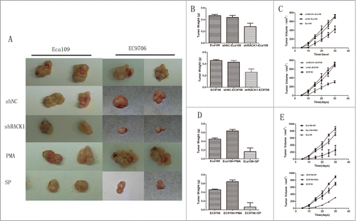 Figure 4. RACK1 regulated cell proliferation in vivo. Activation of protein kinase C promoted tumor growth in vivo while SP suppressed. (A), Left, representative tumors from Eca109 cells; right, representative tumors from EC9706 cells. (B and C) Down-regulation of RACK1 inhibited tumor growth in vivo. Upper: Eca109; lower: EC9706. B, tumor weight from the down-regulated cells were significantly lower than the negative control group (P = 0.0003, upper; P = 0.0029, lower). (C) Tumor volume from the downregulated cells were significantly lower than the negative control group (P = 0.0119, upper; P = 0.0192, lower). (D and E) PMA promoted tumor growth in vivo while SP suppressed. Upper: Eca109; lower: EC9706. (D) Tumor weight from the PKC activated cells were significantly higher than the negative control group (both P<0.0001); tumor weight from the PKC suppressed cells were significantly lower than the negative control group (P = 0.0001, upper; P = 0.0002, lower). (E) Tumor volume from the activated group were significantly higher than the control group (P = 0.0288, upper; P = 0.0405, lower), while the suppressed group showed reverse effect (P = 0.0308, upper; P = 0.0103, lower).